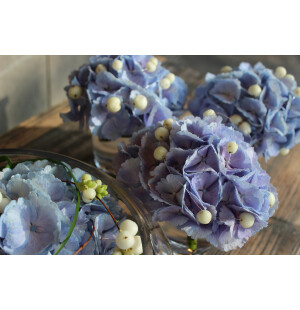 Sininen hortensia kuva