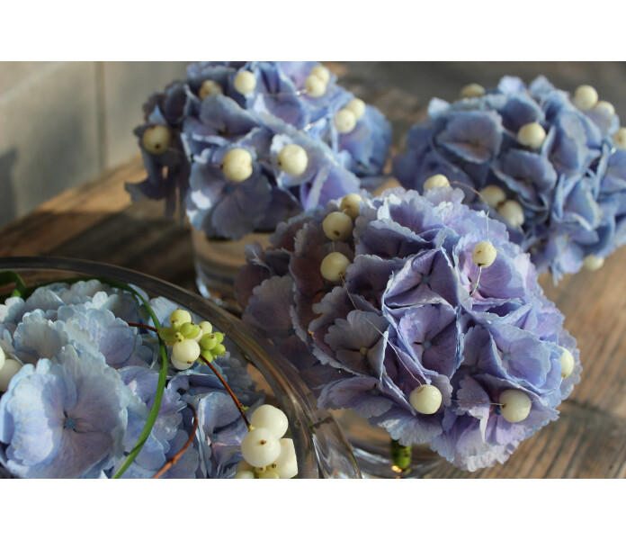 Sininen hortensia kuva