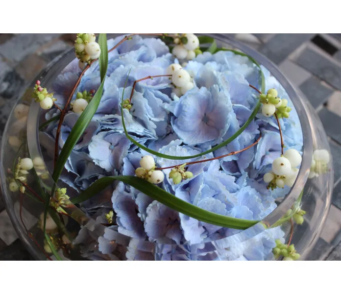 Sininen hortensia kuva