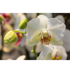 Elegant  krukorkide image