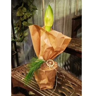 Koristeltu ruukkuamaryllis kuva