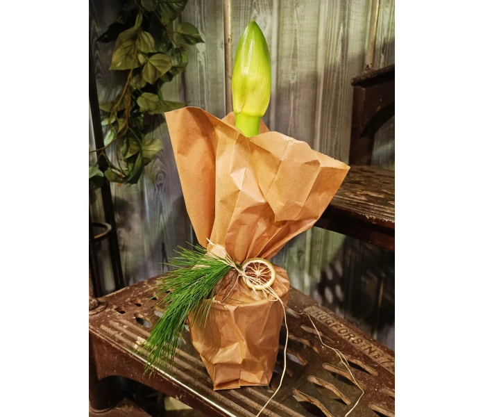 Koristeltu amaryllis kuva