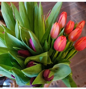 Tulppaanikimppu kuva