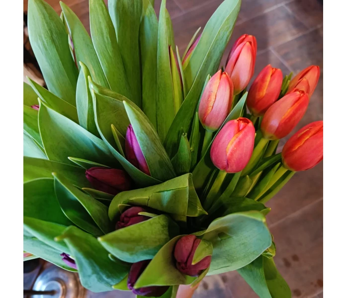 Tulppaanikimppu kuva