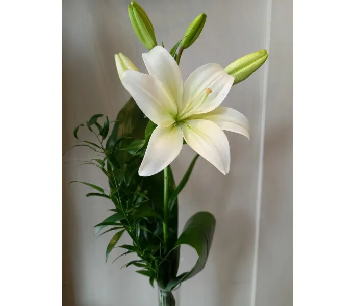 Lilja vihreiden kanssa image