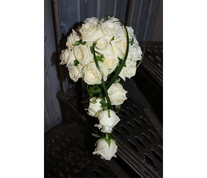 Valkoinen ruusu kuva