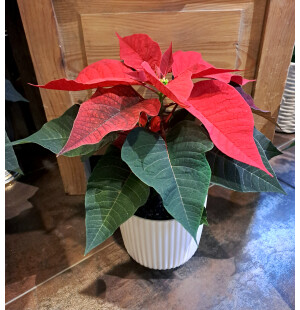 Joulutähti punainen kuva