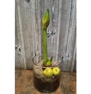 Amaryllis I glas image