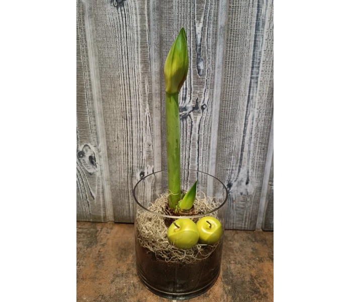 Amaryllis lasissa image