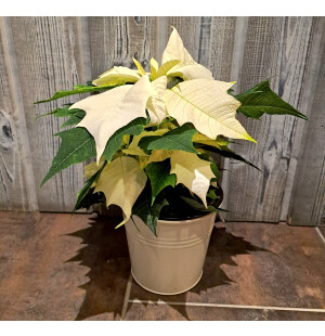 Julstjärna vit image