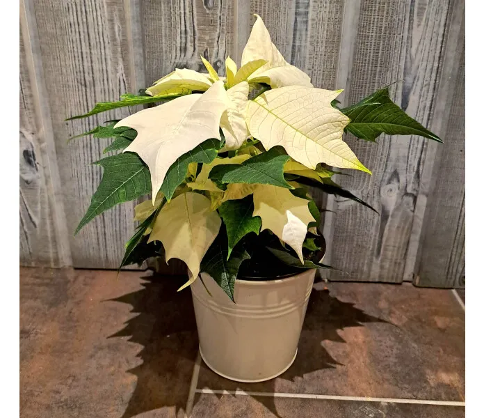 Joulutähti valkoinen image