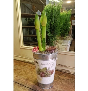 Amaryllis ja sypressi kuva