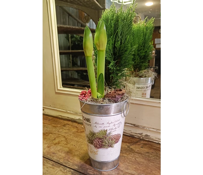 Amaryllis ja sypressi kuva