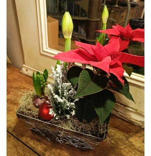 Plantering amaryllis, julstjärna, hyacint och sypress image