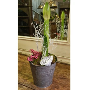 Koristeltu amaryllis suojaruukussa kuva