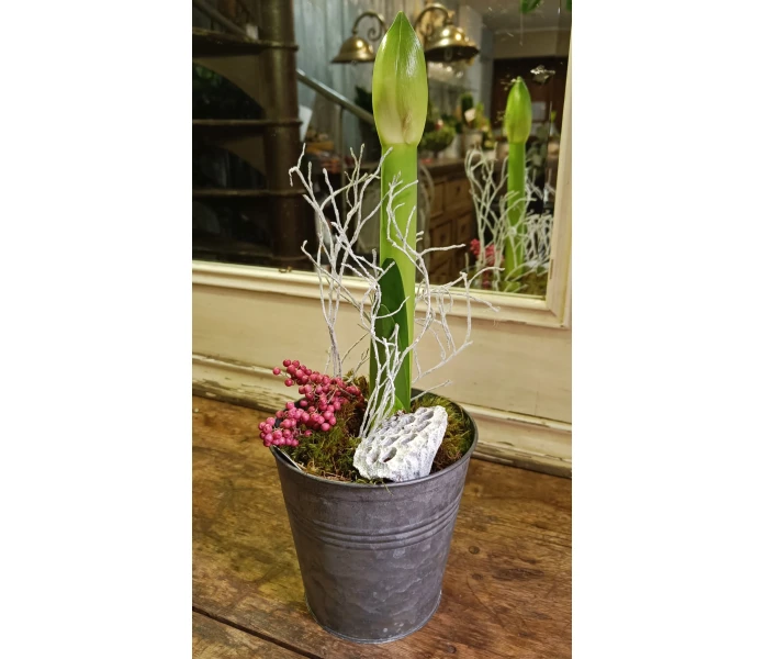 Koristeltu amaryllis ruukussa kuva