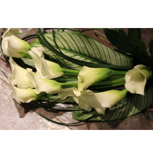 Valkoinen calla kuva