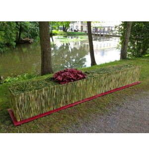 Kasvi - istutus kuva