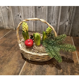 Hyasintti-istutus kuva