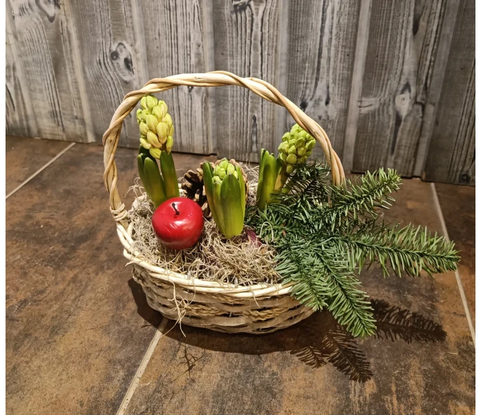 Hyasintti-istutus kuva