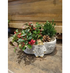 Lamosalali sekä sypressi kuva