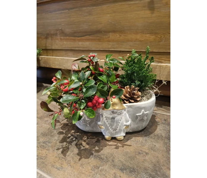 Lamosalali ja sypressi kuva