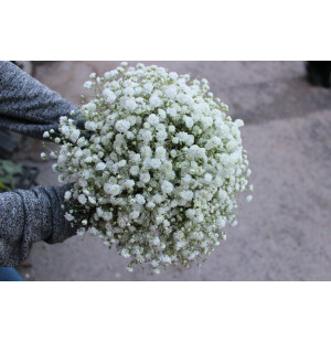 Baby's breath image