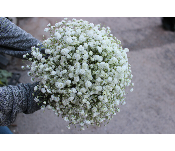 Baby`s breath image