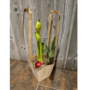 Amaryllis kassissa kuva