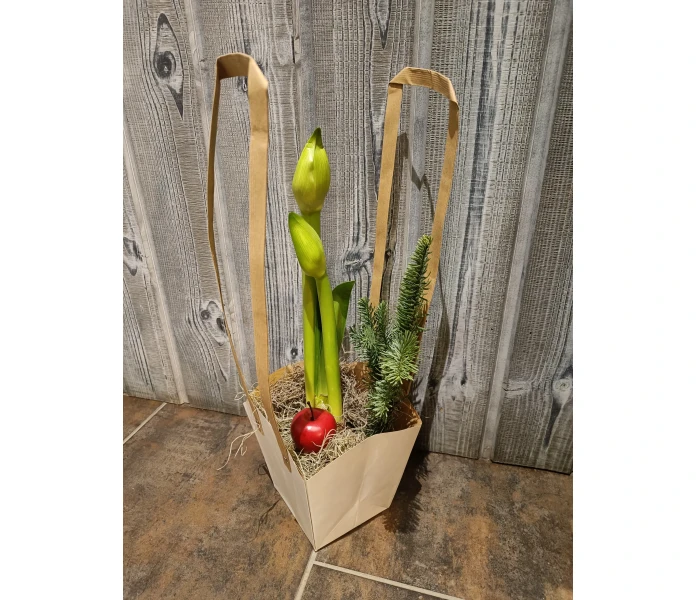 Amaryllis kassissa kuva