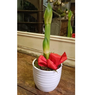 Amaryllis keramiikkaruukussa kuva