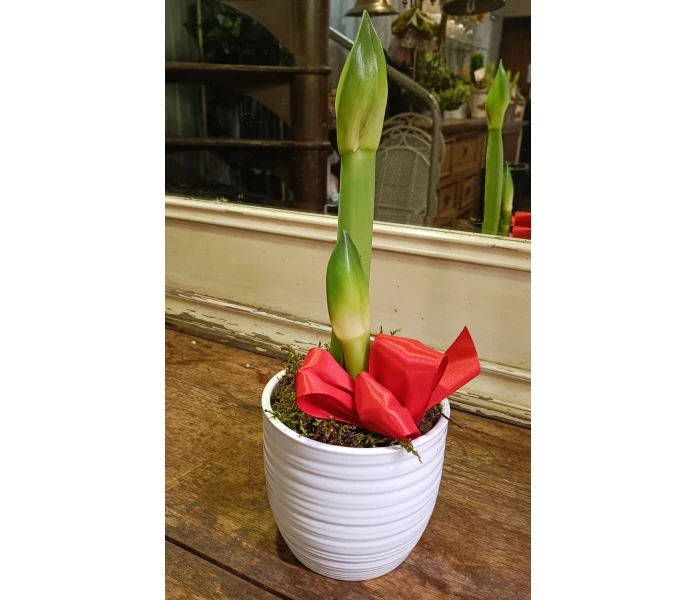 Amaryllis keramiikkaruukussa kuva