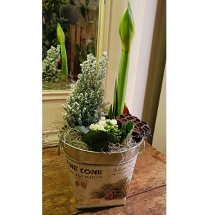 Istutus amaryllis sypressi ja tulilatva kuva