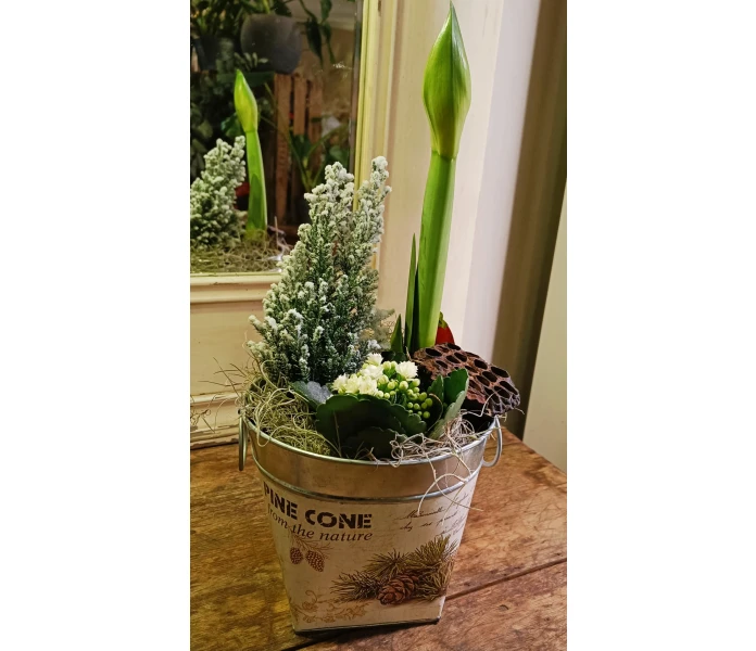 Istutus amaryllis, tulilatva ja sypressi kuva