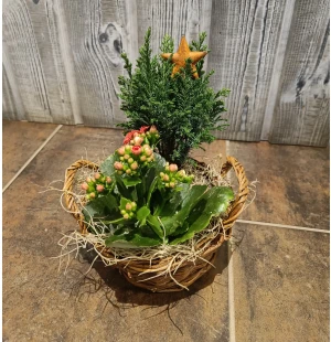 Istutus tulilatva ja sypressi kuva