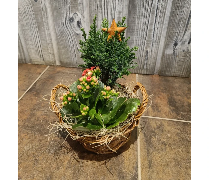 Tulilatva ja sypressi kuva