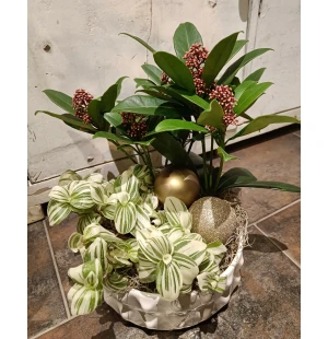 Istutus skimmia ja juoru kuva