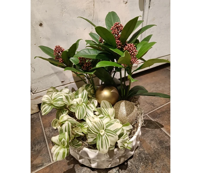 Skimmia ja juoru kuva