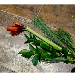 Amaryllis och grönt image