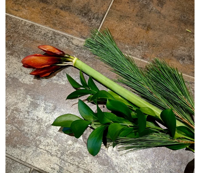 Amaryllis ja vihreät image