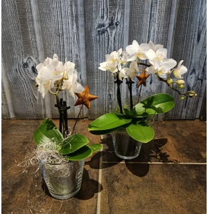 Orkidea lasissa kuva