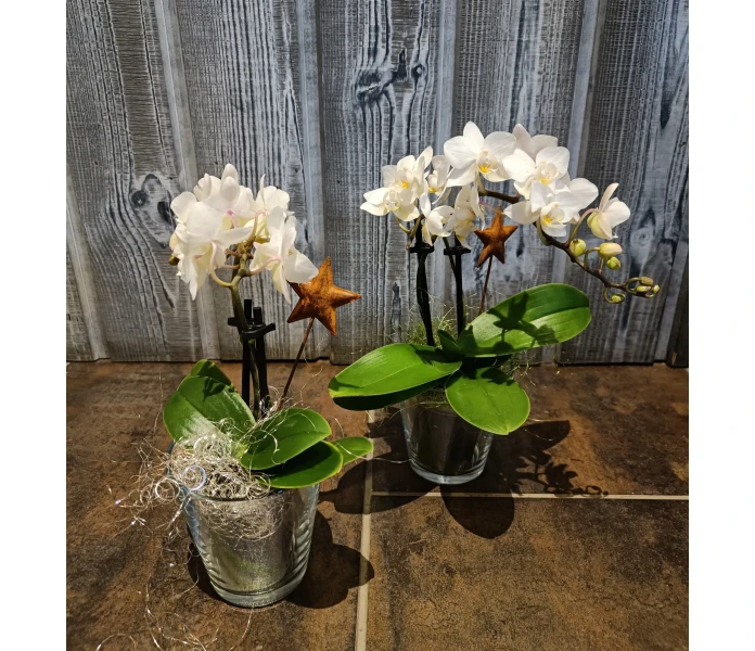 Orkidea lasissa kuva