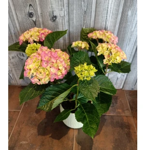 Hortensia image