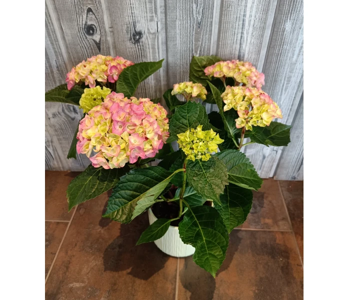 Hortensia image